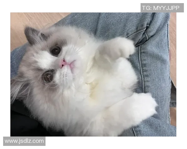 优质足球布偶猫猫粮助力爱猫健康成长与活力四射